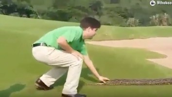 The Largest Python You Will Ever See Was Spotted On A Golf Course In South Africa