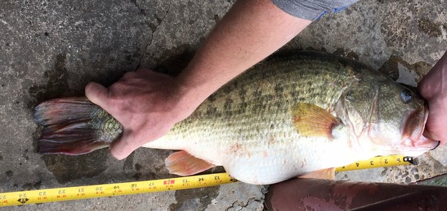 Texas fishing record largemouth bass chicken mcnuggets