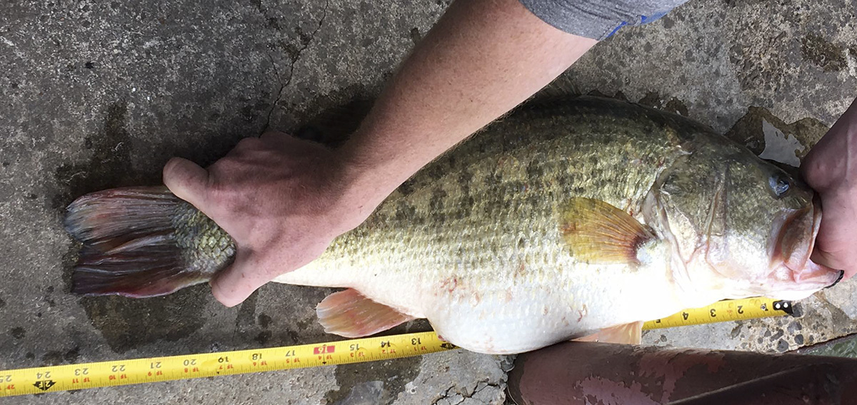 Bro Breaks Texas Largemouth Bass Record Fish Using Chicken McNuggets As