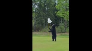 *Probably Drunk* Black Bear Surprises Golfers, Tries To Steal Golf Flag, Then Goes For The Golf Clubs