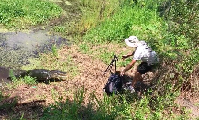 alligator charges photographer
