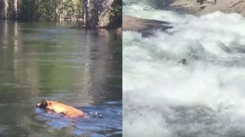 Bear Gets Sucked Down A Waterfall In Yosemite While Cameraman Is Laughing And Freaking Out
