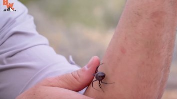 Death Wish Or Balls Of Steel? Crazy Man Handles Deadly Black Widow Spider With His Bare Hands