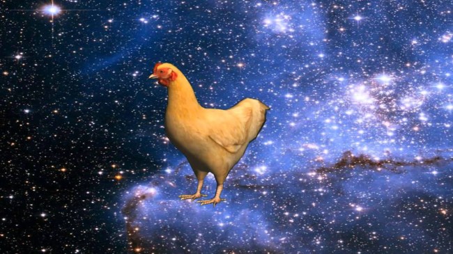 chicken in space
