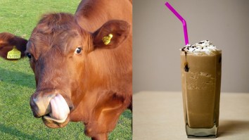 16.4 Million Americans Believe Chocolate Milk Comes From Brown Cows