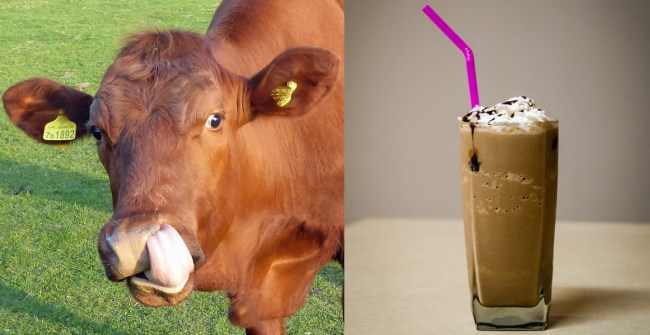 chocolate milk brown cow