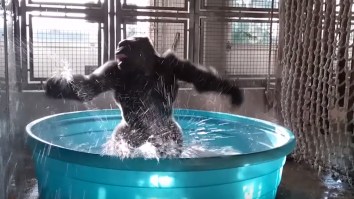 This Maniac Gorilla Dancing Is Your Party Spirit Animal This Weekend