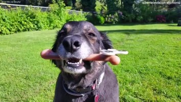 Be Amazed By These Dogs Doing Tricks With Fidget Spinners