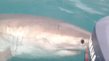 15-Foot Great White Shark Gets Waaaay Too Close For Comfort When It Nibbles On The Boat