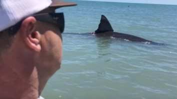 Dude Finds HUGE Great White Stuck In Shallow Water, Gets WAAAYYYYY Too Close For Comfort