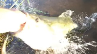 This Savage Largemouth Bass Makes The Honey Badger Look Like A Fluffy Bunny
