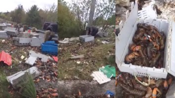 Half A Million Dollars Worth Of Live Lobster Spilled Onto The Highway And It Looked Insane