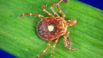 This Devilishly Wicked Tick Is Spreading And Its Bite Can Turn You Into A Vegan
