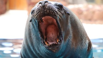 All Hail ‘Pancho’, King Of The Sea Lions And Fattest Sea Creature You’ll Ever See