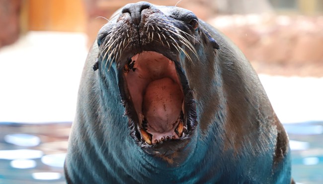 This Sea Lion Named 'Pancho' Might Be The Largest In The World