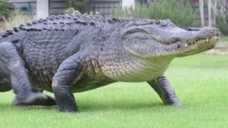 Absolutely Gigantic Alligator Known As ‘Sherman The Tank’ Seen On South Carolina Golf Course