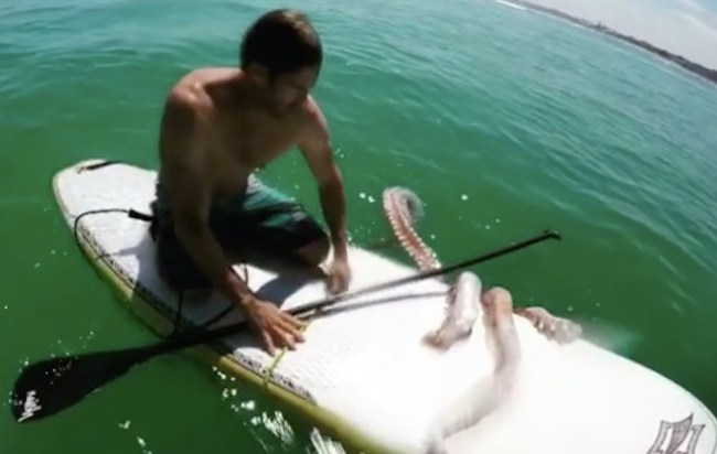 Giant squid crawls onto paddleboard in south africa james taylor