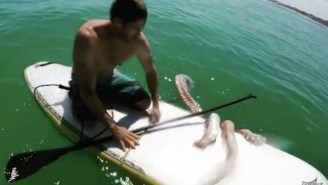 Giant Squid Tries To Crawl Onto Man’s Paddleboard In Scene Out Of Your Nightmares