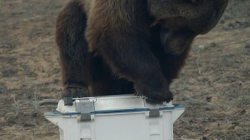 OtterBox Is Jumping In The Cooler Game With A Badass, Ultra Bear-Resistant Cooler