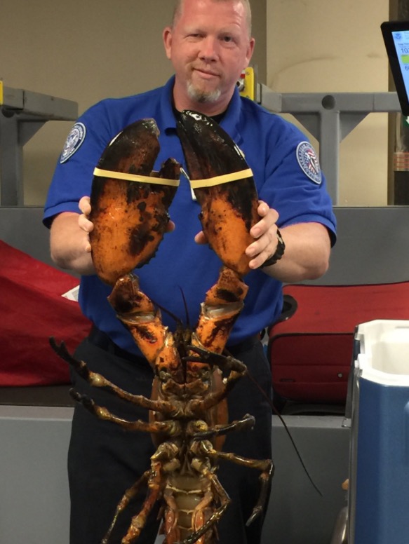 TSA finds 20-pound lobster