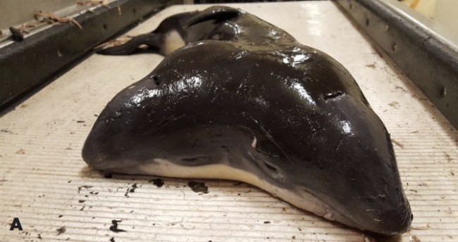 world's first two headed porpoise
