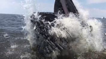 Monstrous Humpback Whale Breached So Close To Boat That It Flung Fish In It