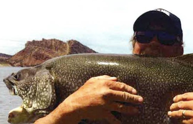 57-pound Lake Trout Record Utah