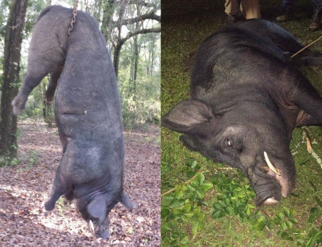 Alabama Hunter Bags MASSIVE 820-Pound Hogzilla Right In His Front Yard