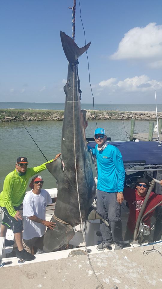 964 pound Tiger Shark Texas fishing record