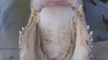 This Is What It Looks Like To Be Bitten In The Head By An Alligator