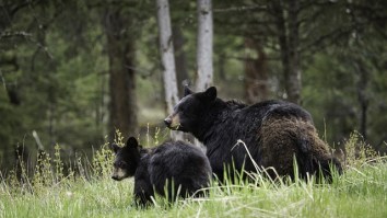 Professional Runner Forced To Run For His Life As 2 Bears Raced After Him