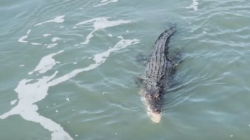 Deadly Crocodile And A Shark Fight Over A Fish…Who Ya Got?
