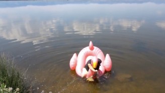 Bro Ties His Own Fly And Goes Fly Fishing For Carp From An Inflatable Pink Flamingo