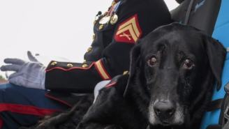 Marine Dog With Terminal Cancer And Served In Afghanistan Gets Tearful Farewell