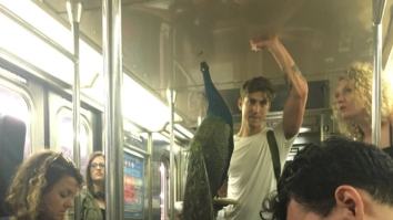 The Story About The Dude Carrying A Huge Peacock On Subway And New Yorkers Couldn’t Care Less