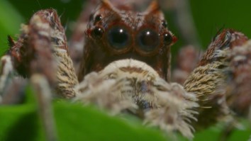This Crazy Looking Spider Has Three Insane Super Powers AND It Eats Other Spiders