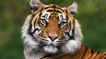 The Tigers (Clemson, Auburn, LSU, And Missouri) Are All Banding Together To Save Actual Tigers In The Wild
