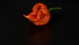 Man Eats Carolina Reaper Pepper And I’ve Never Seen Pain From Food Like This Before