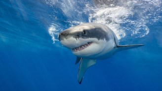 Celebrate Shark Week By Taking A Bite Out Of This Quiz