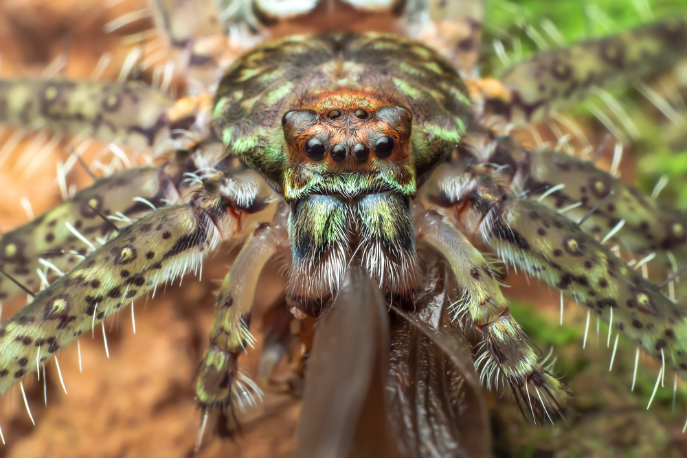 These huntsman spiders do something weird: live together as a big, happy  family