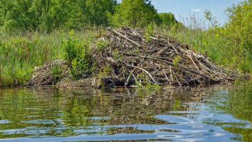 Ever Wonder What The Inside Of A Beaver’s Home Looks Like? Well, It’s Stranger Than You Might Think