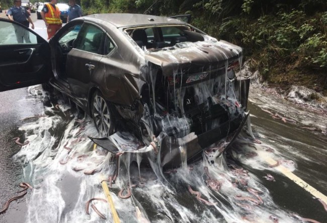 Slime Eels hagfish car accident highway oregon