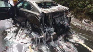 Slimy Horror In Oregon As Truck Full Of Eels Crashes And Sends Slithering Creatures Everywhere
