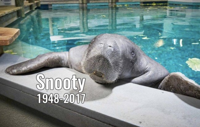 Snooty the world's oldest living manatee