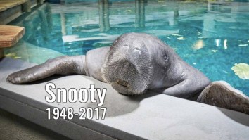 The Internet Mourns Snooty, The World’s Oldest Living Manatee, Who Died The Day After His 69th Birthday