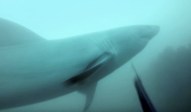 great white shark encounter spearfishing south africa