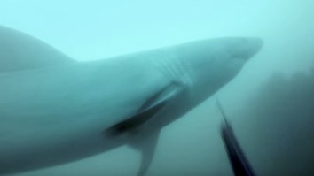GoPro Released An INSANE Clip Of A Close-Up Great White Shark Attack Off S. Africa For Shark Week