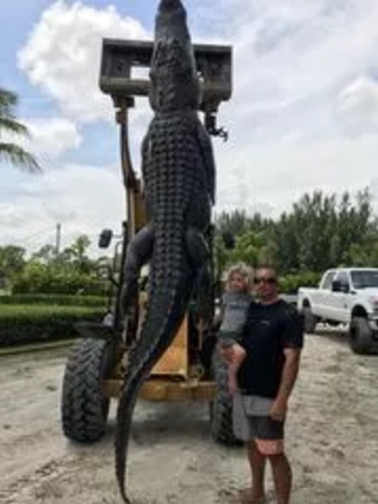 13-foot 750-pound alligator Florida