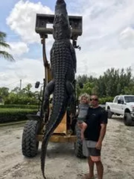 Florida Alligator Hunters Catch 13Foot, 750Pound Gator, The Largest