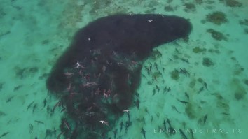 Crazy Aussie Bro Swims Inside Of Bait Ball With Thousands Of Fish And Tons Of Sharks